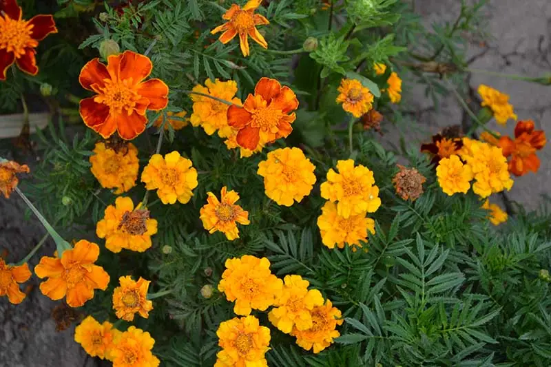 What Causes Marigold Transplant Shock