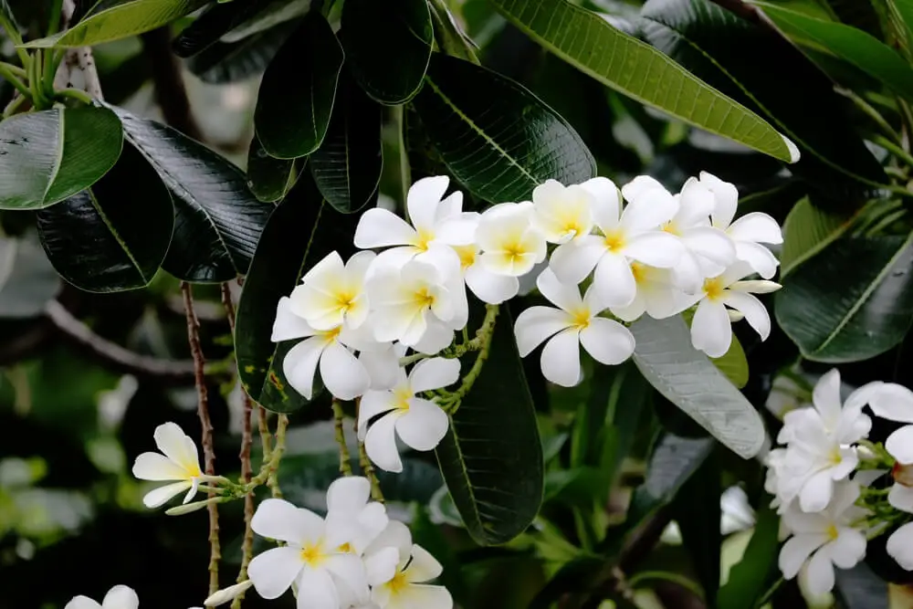 Why Is Plumeria Stem Wrinkled