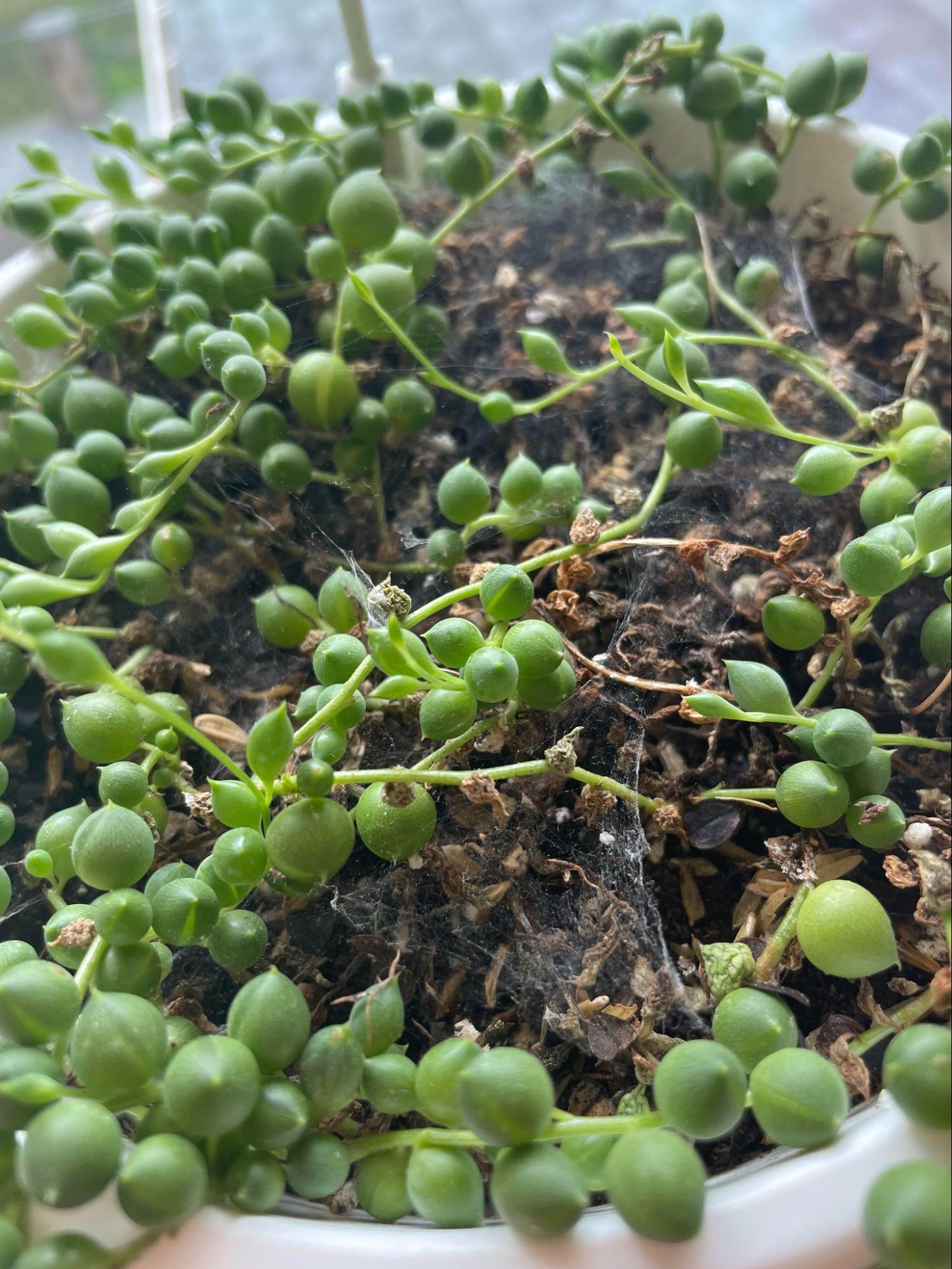 spider mites