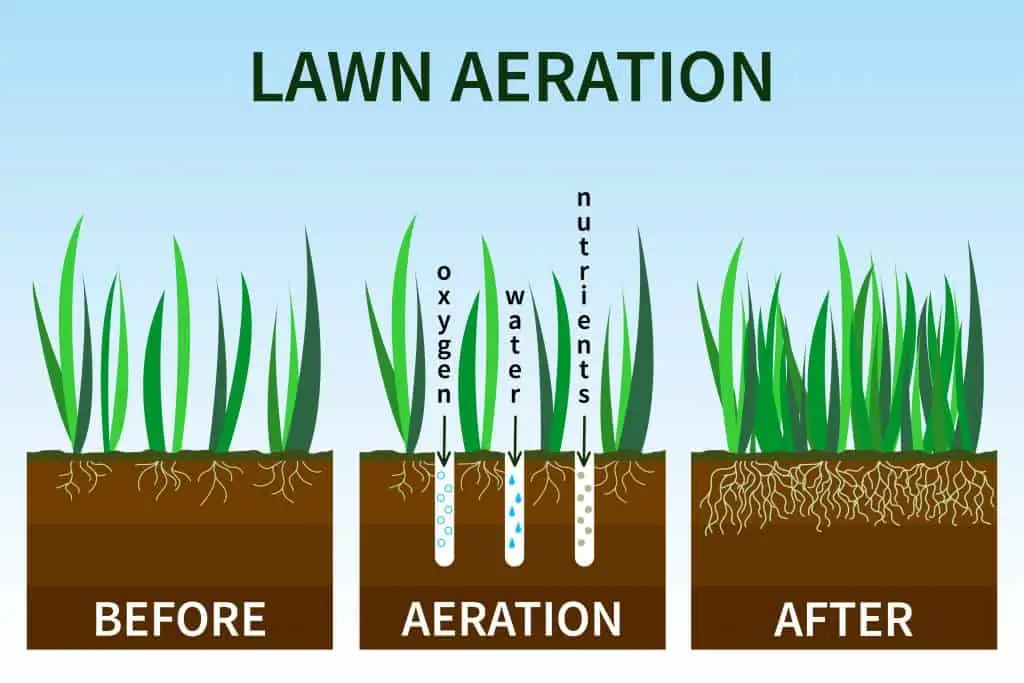 Can You Fertilize Without Aerating