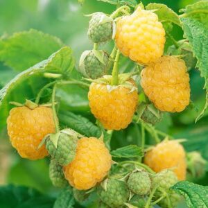 Fall Gold VS Anne Raspberry: Which One Should You Pick?