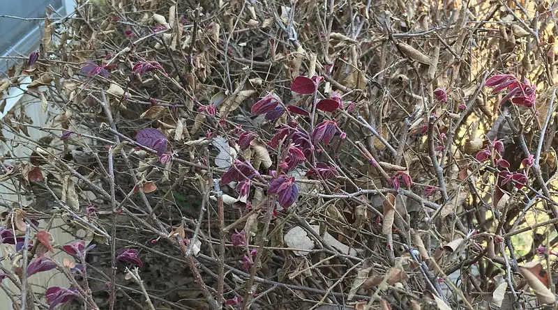 End of Lifespan of Leaves