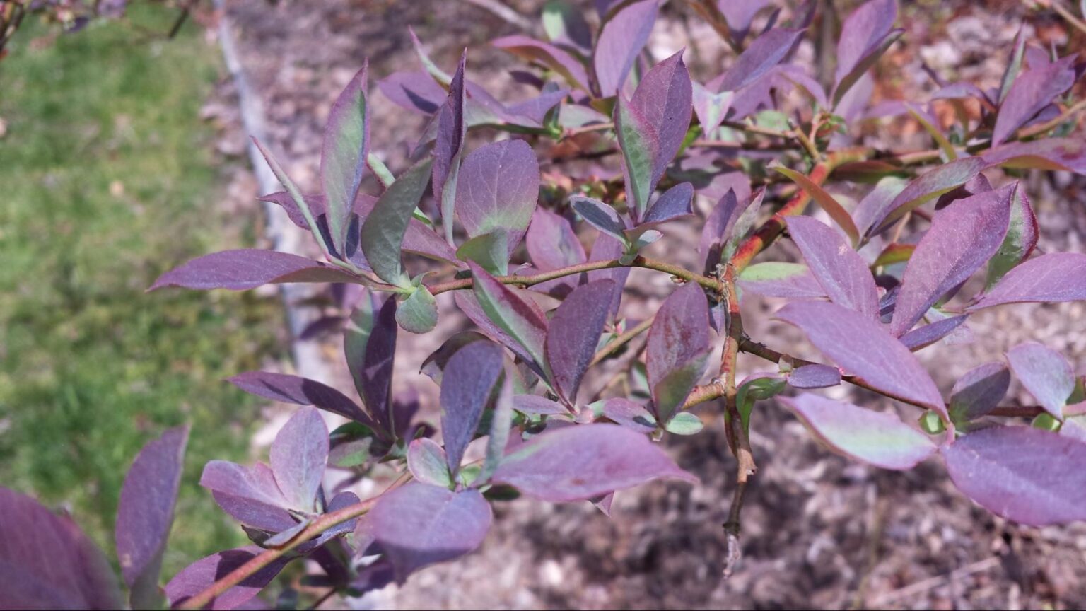 5 Reasons & Solutions to Blueberry Leaves Turning Purple!