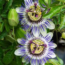 Proper Rooting of Passion Flower
