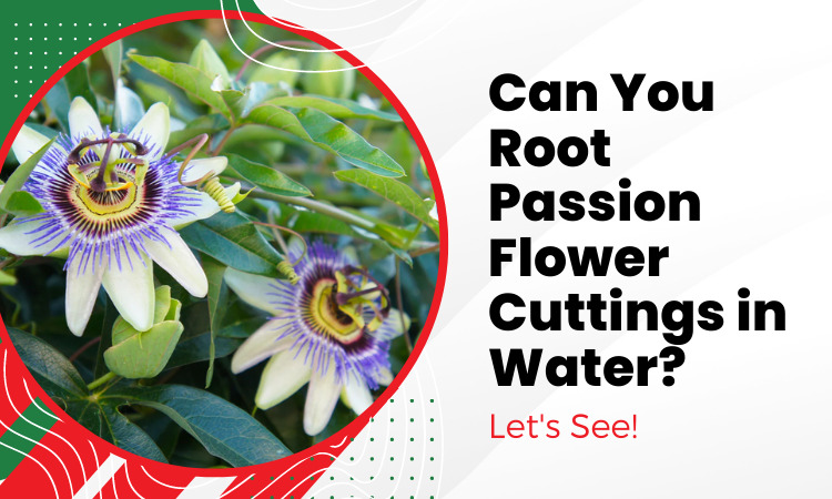 can you root passion flower cuttings in water