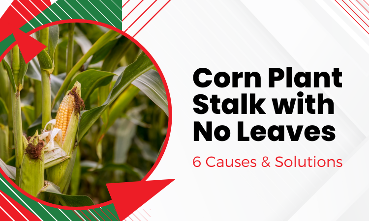 corn plant stalk with no leaves