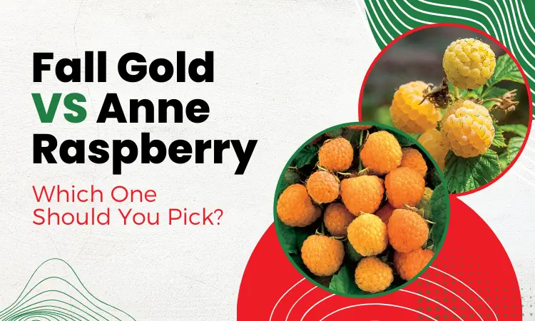 Fall Gold VS Anne Raspberry: Which One Should You Pick?