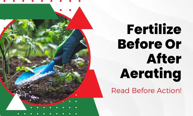 fertilize before or after aerating