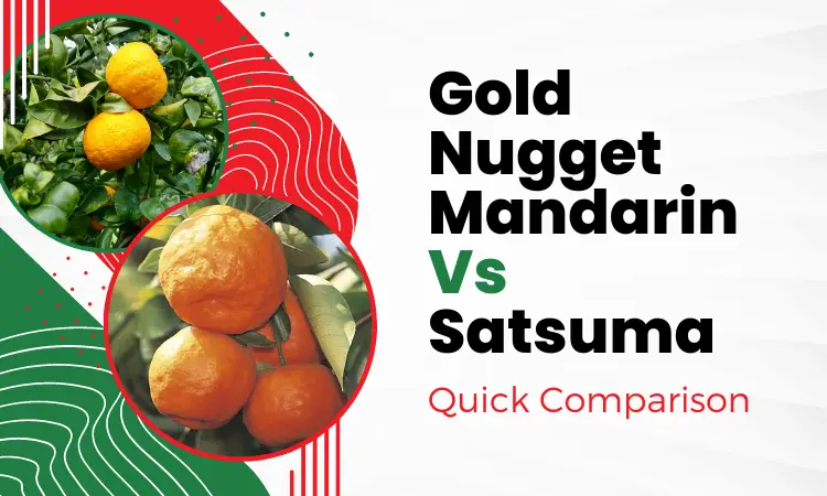 Gold Nugget Mandarin Vs Satsuma: What Are The Differences?