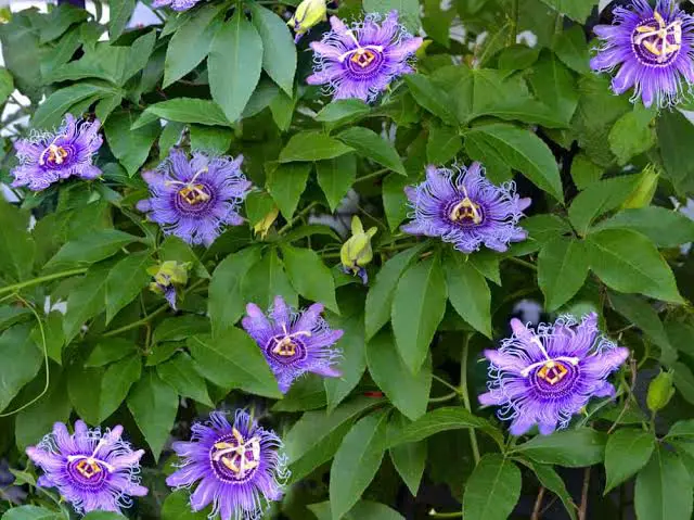 how do you root passion flower cuttings in water