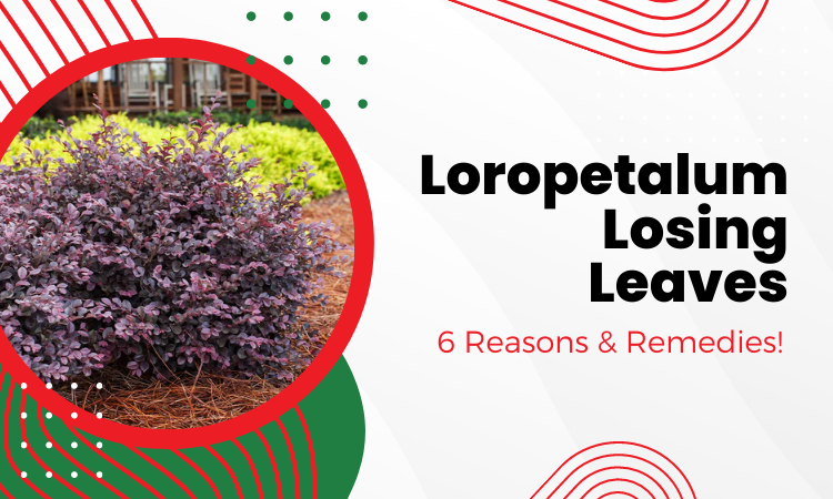 Loropetalum Losing Leaves: 7 Reasons & Remedies!