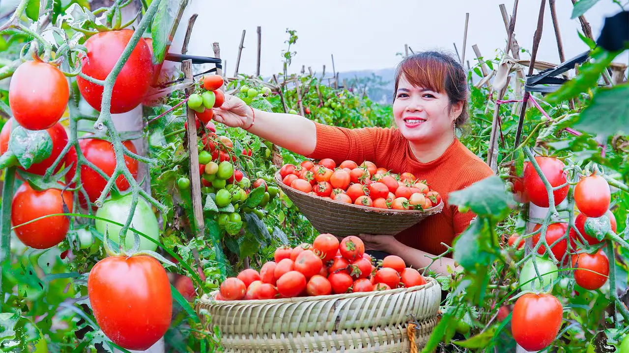 Best Time To Harvest Tomatoes