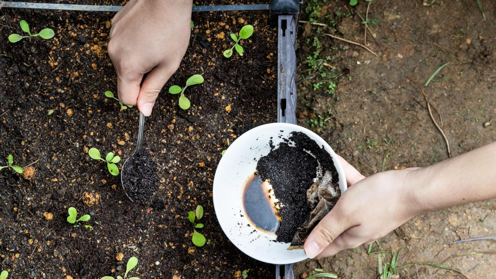 Composting coffee grounds