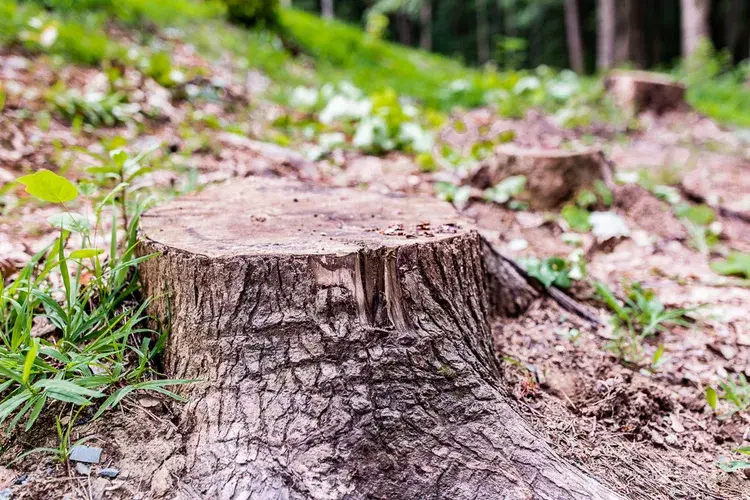 Condition of the Stump 