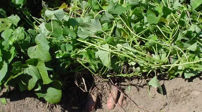 Georgia Jet potato plant