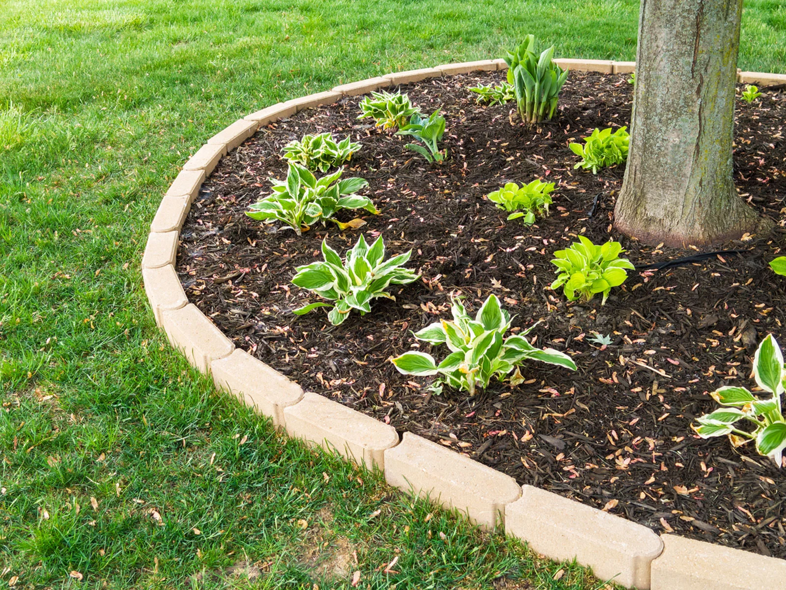 Planting And Watering