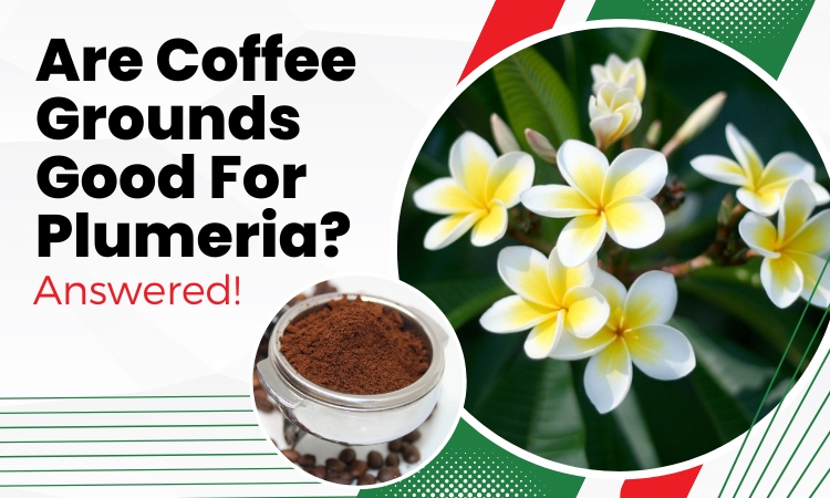 are coffee grounds good for plumeria