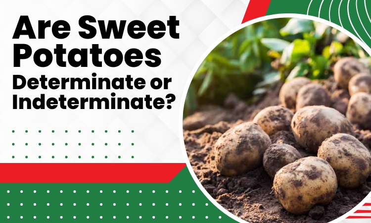 are sweet potatoes determinate or indeterminate