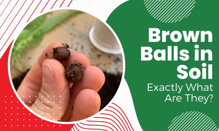brown balls in soil