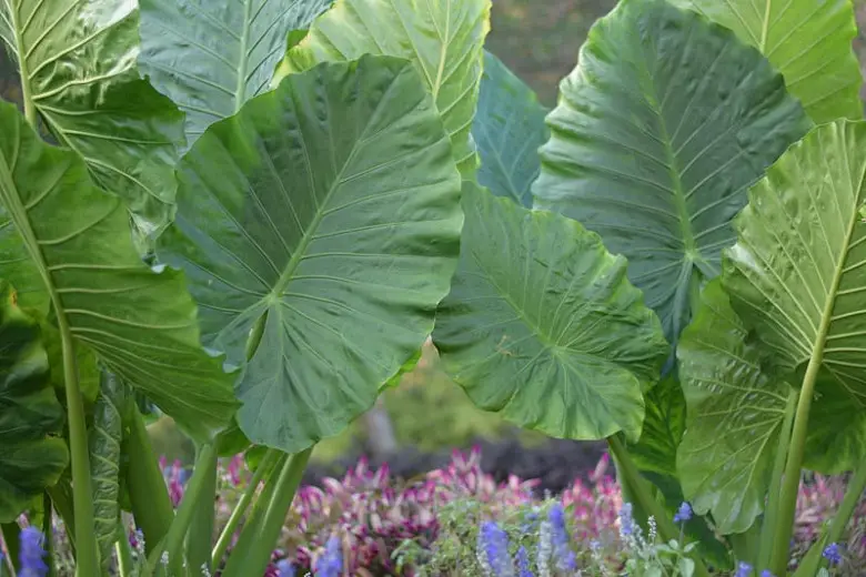 difference between alocasia odora and macrorrhiza 