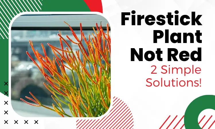 firestick plant not red