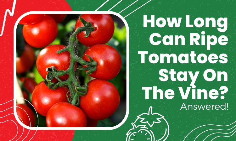 how long can ripe tomatoes stay on the vine