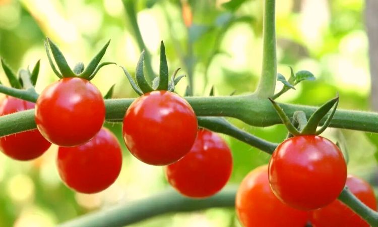 how long do vine ripe tomatoes last