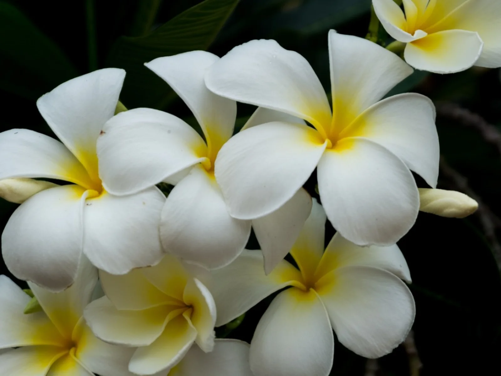 is coffee grounds good for plumeria