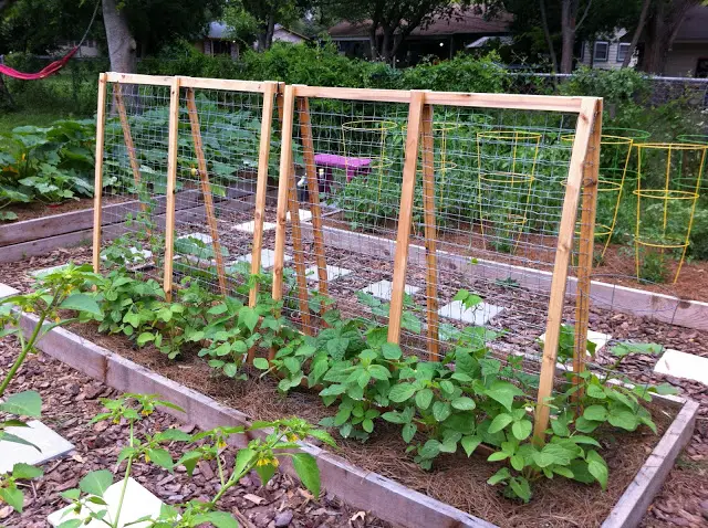 pole bean trellis height