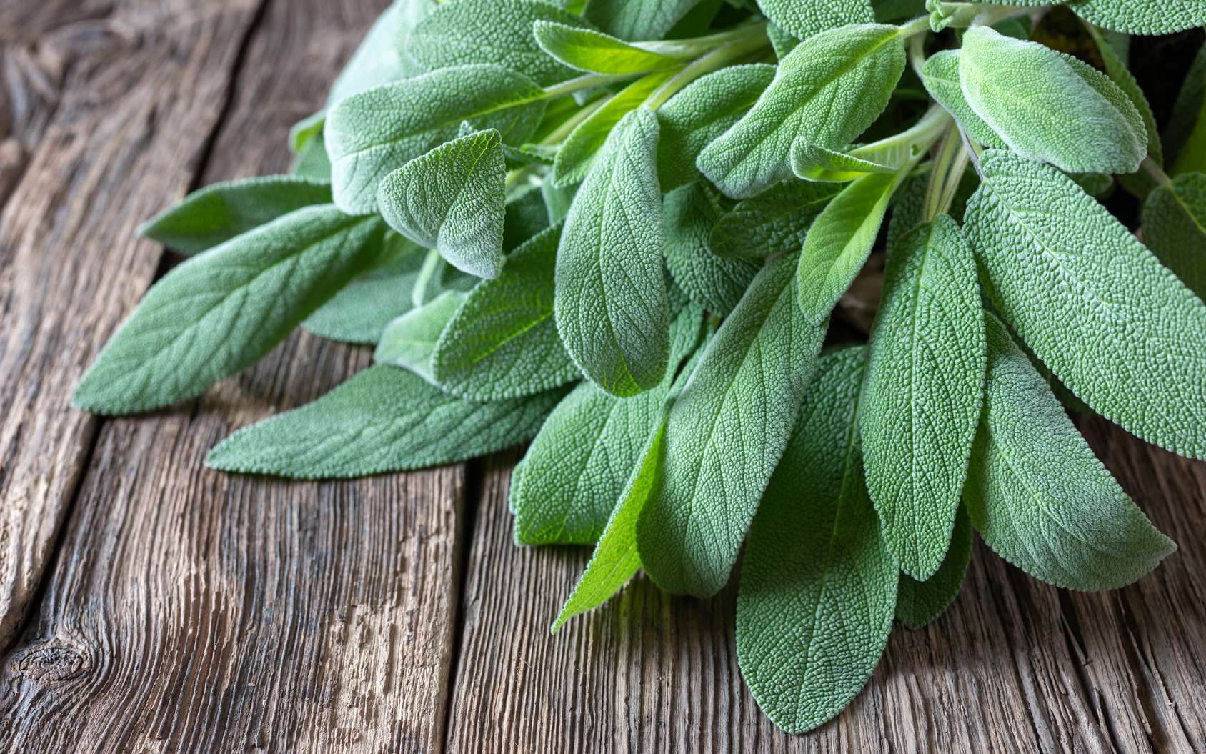 sage leaves curling and turning brown
