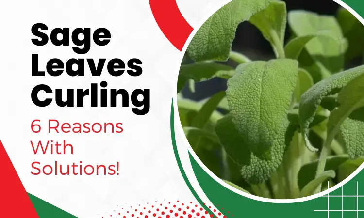 sage leaves curling