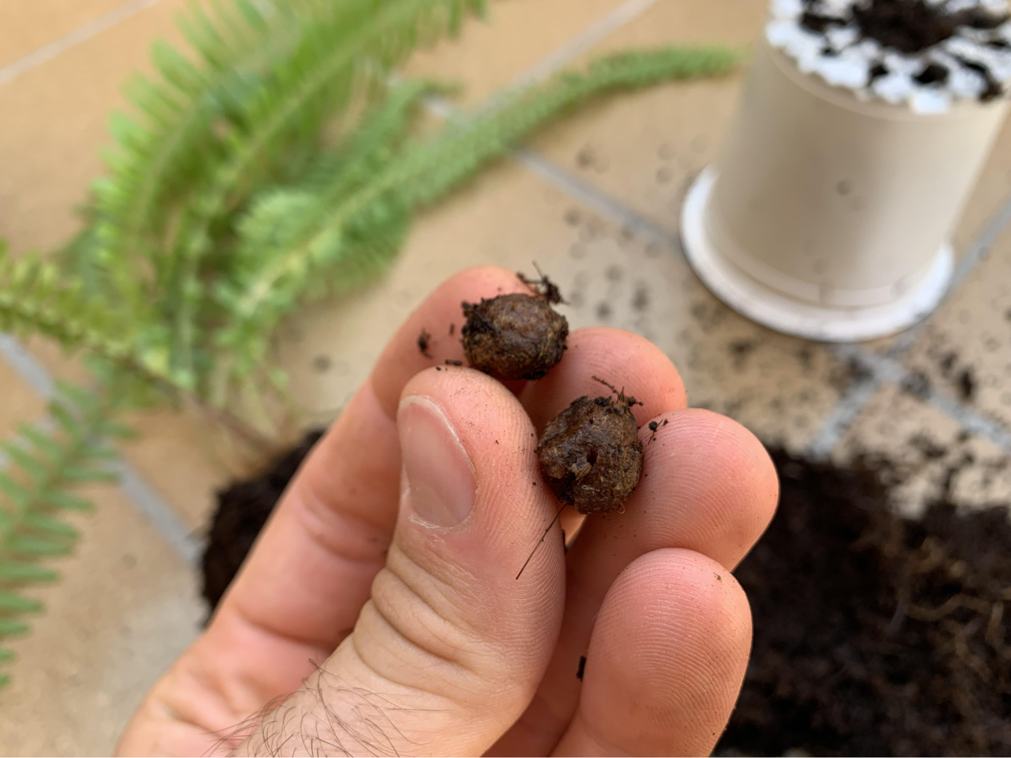 small brown balls in soil
