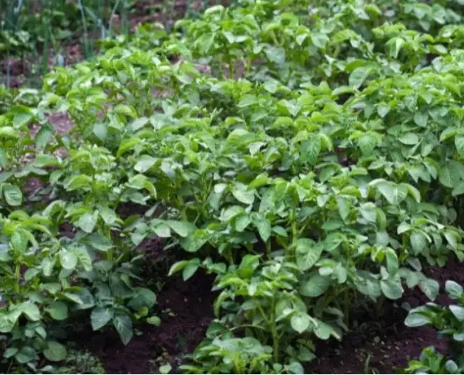 type of potato plant