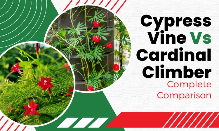Cypress Vine Vs Cardinal Climber