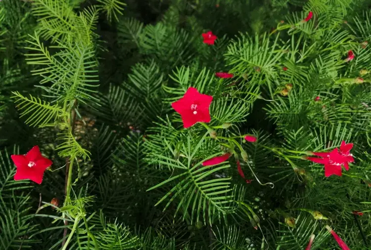 Cypress vine flowers