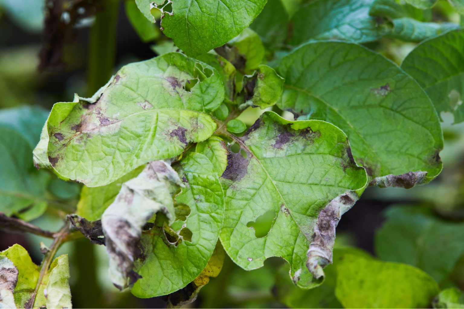 Can You Plant Moldy Potatoes?