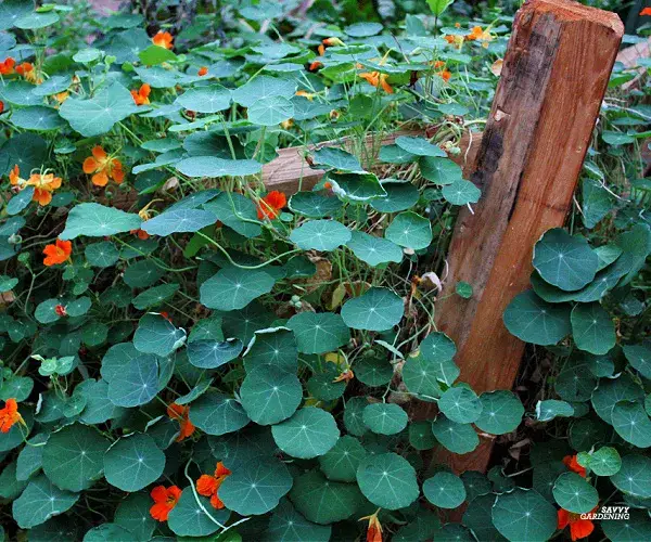 Nasturtiums