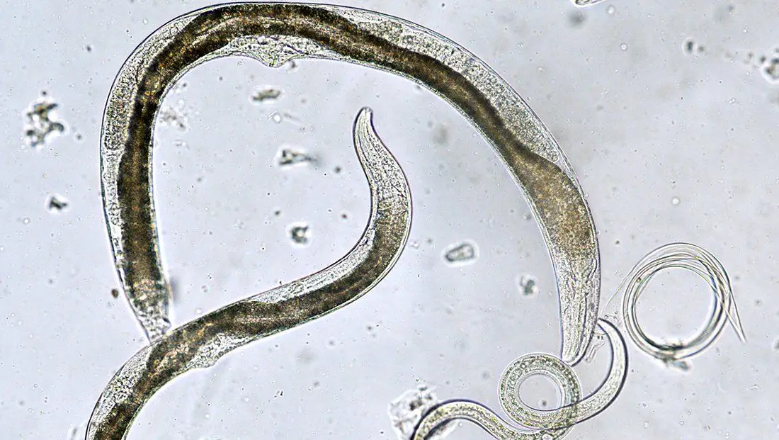 Nematodes