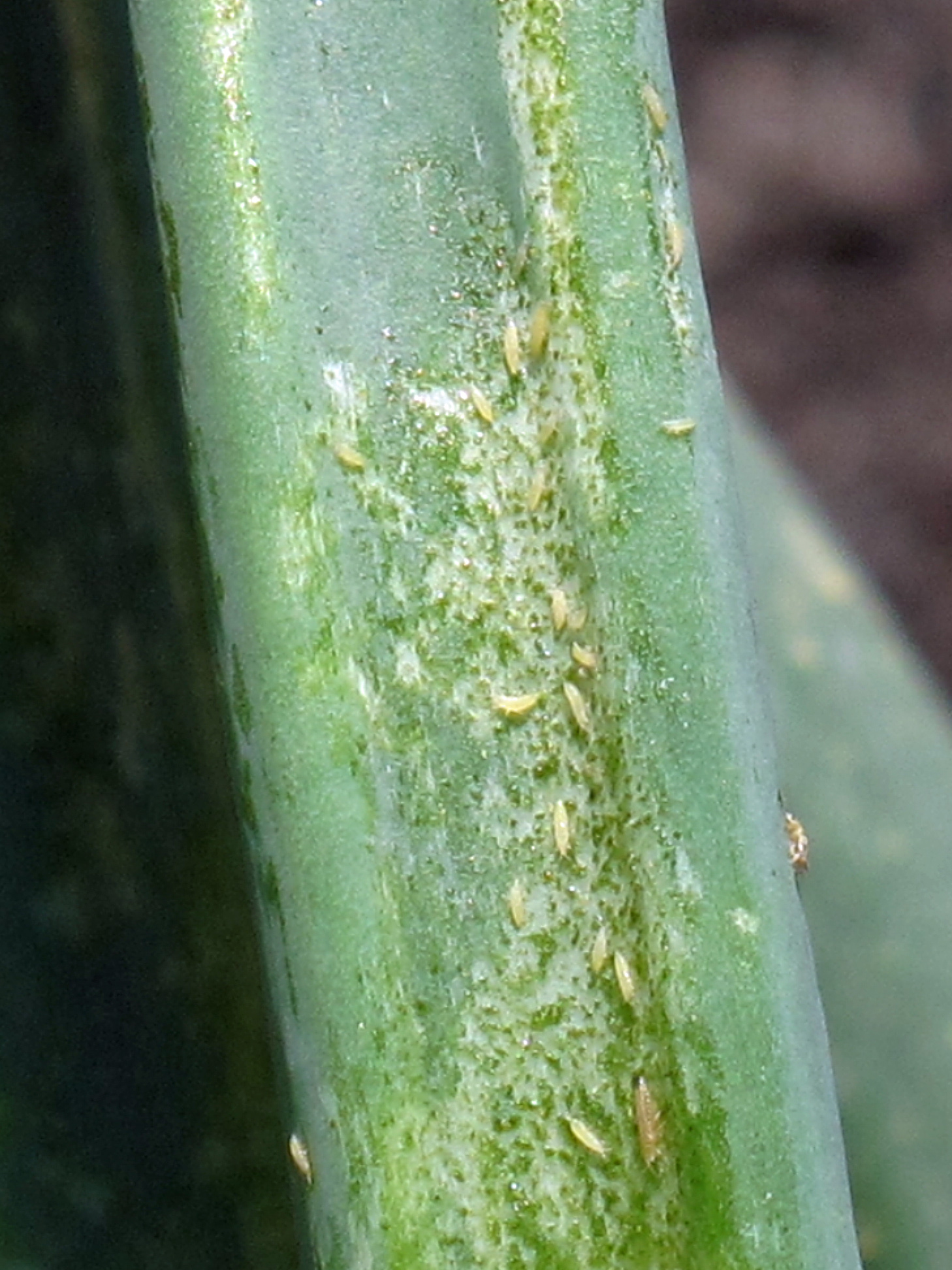 Onion Thrips