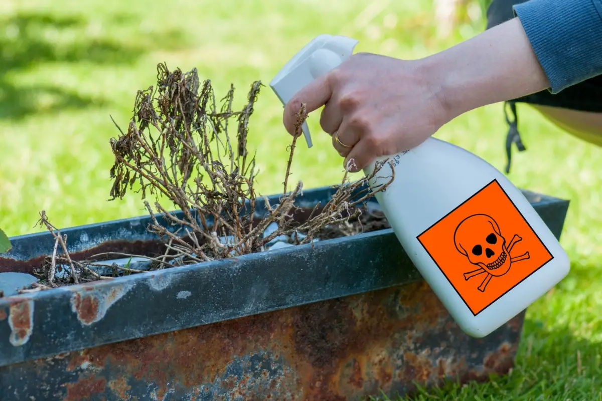 Is Lysol Toxic to Plants?