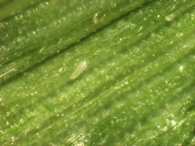 Wheat Curl Mites