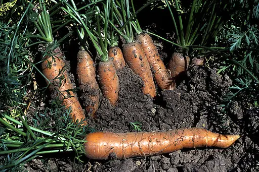 Will Carrot Grow in Rocky Soil