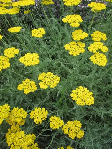 Yarrow