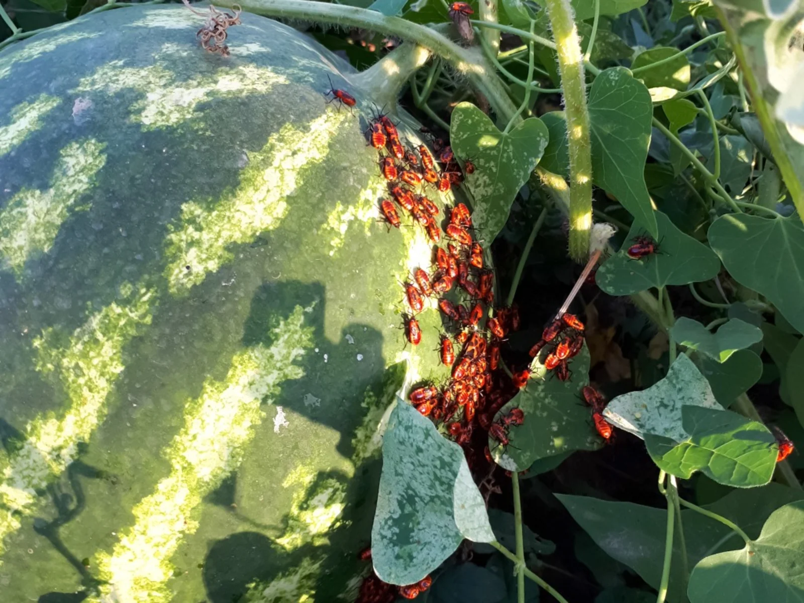 are ants bad for watermelon plants