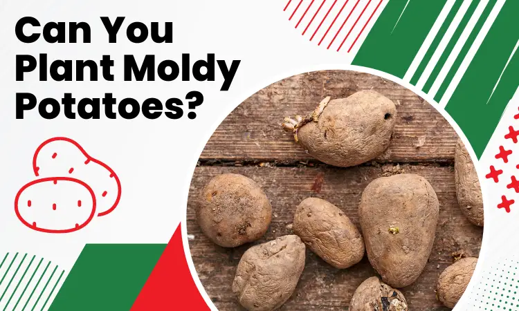 can you plant moldy potatoes