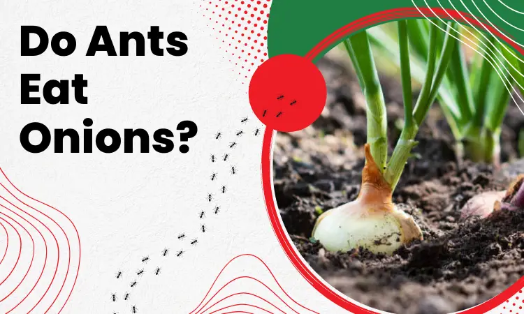 do ants eat onions