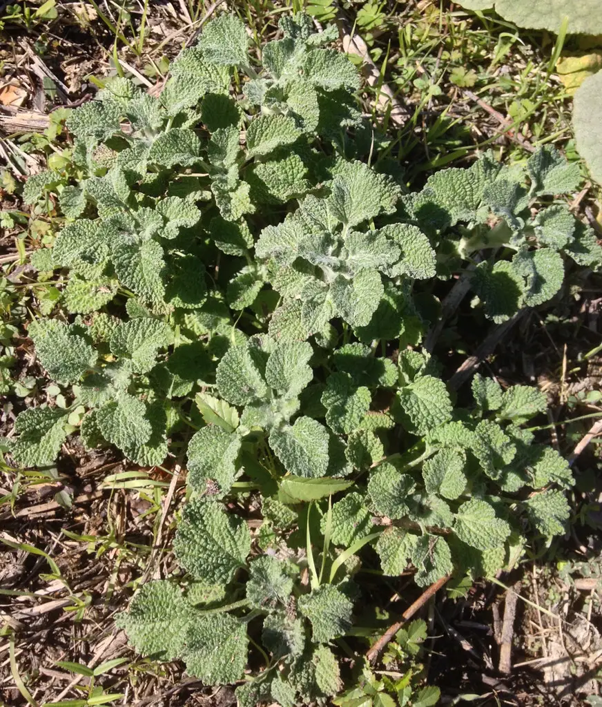 how to grow horehound from seed