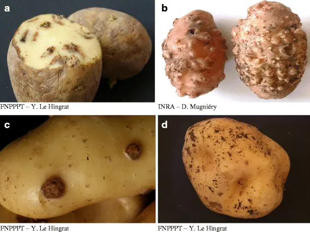 is it okay to plant moldy potatoes