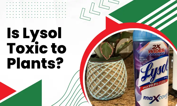 is lysol toxic to plants