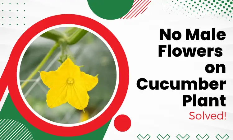 no male flowers on cucumber plant
